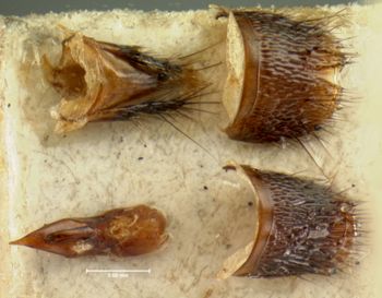 Media type: image;   Entomology 7290 Aspect: body parts